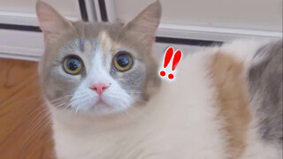Mama Cat Wakes Owner Up To Take Care Of Her Child?!