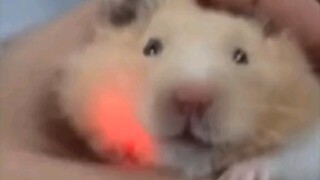 Hamster ini keterlaluan dan memakan segalanya