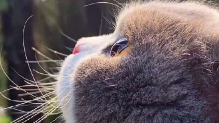 “A kitten’s tenderness is always hidden in the most unexpected moments.”