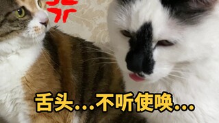 为什么小猫咪抢食，我却一点也不生气？