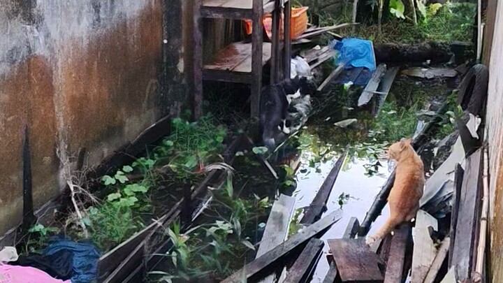 mikki takut sama oyen