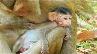 Congratulations, Finally Baby Monkey Of Butter Can Leave From Kidnapper, OldMonkey Butter Hug Baby