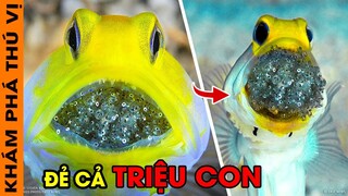 🔥 Cá Sinh Con Từ Miệng Và 8 Loài Động Vật Có Cách Sinh Sản Bá Đạo Nhất Trong Thế Giới Động Vật |KPTV
