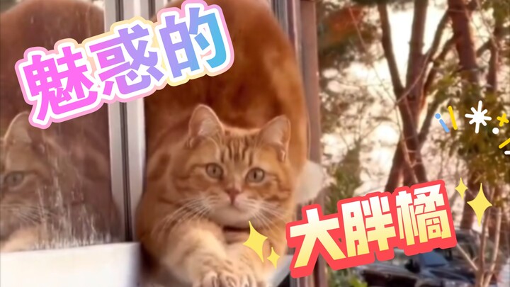 小猫咪，你是怎么做到每一个动作都踩到ee的心巴上的呀？