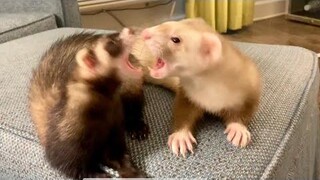 เฟอเรทในห้องโรงแรม อบเชยและ Sassy