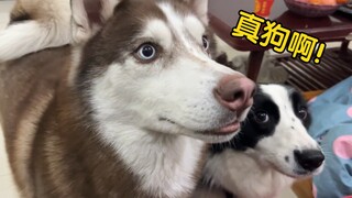当主人故意奖励错狗，二哈会作何反应？