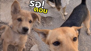 รอคอย! น้องแต่ละตัวน่ารักมาก รอคอยคนใจดี - อัพเดทล่าสุด ชีวิตหมาจรวัด