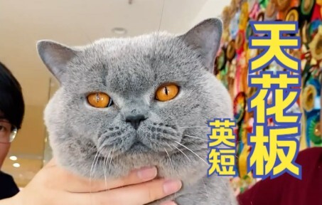 Peternakan kucing British Shorthair yang disebut-sebut sebagai “level tertinggi” oleh para teman! Om