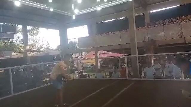 1cock derby win ulit second fyt using regular gray MGA idol. Feb. 24, 2023 fyt natin Yan idol💪