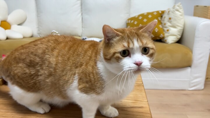 Piggy, seriously! It's so much fun playing with the cat teaser wand—why did you have to climb onto t