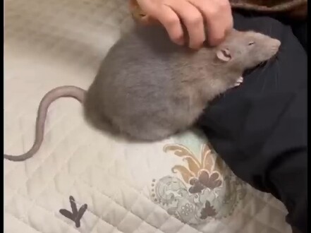 #فأر #فأر كبير #فأر سمين كبير #جرذ