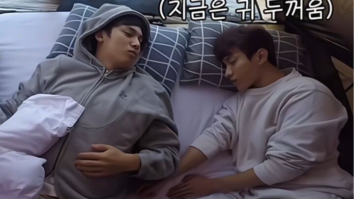 奎硕 狗狗爱打架但狗狗忘性大