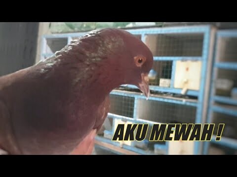 KIOS MERPATI INI BANYAK DICARI !