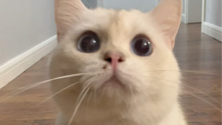 About the Cat with the Big Nose