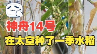 Thần Châu 14 đã gieo một mùa lúa trên bầu trời. Đây được gọi là nông nghiệp vũ trụ.