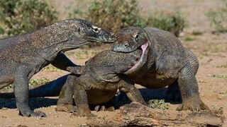 Totoo nga ba na  makamandag at delikado ang mga komodo dragon⁉️