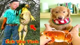 Thú Cưng TV | Tứ Mao Đại Náo #71 | Chó Golden Gâu Đần thông minh vui nhộn Pets cute smart dog