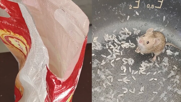 Seorang pria saat menuangkan beras mendapati seekor tikus, keduanya saling bertatapan tanpa berani b