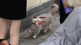 Kucing dengan aksen Shanghai, bahasa Shanghainese sekaligus sombong