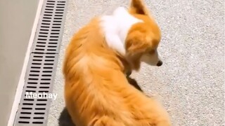 Mẹo hay nuôi dạy chó cưng