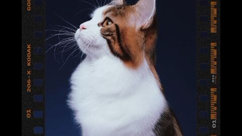 foto kucing