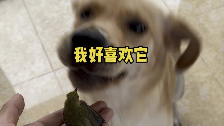 Pertemuan Ajaib Anak Anjing