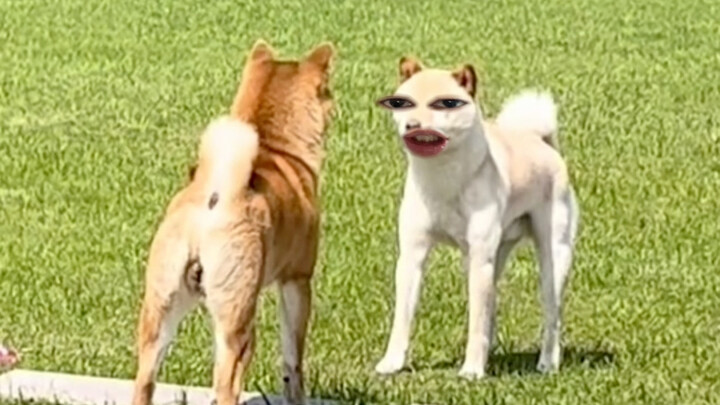 Chó nhỏ Phổ Tín Thượng Hải, nói tiếng Thượng Hải mà không chịu.