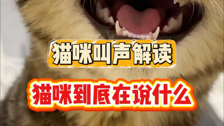 Decoding Cat Meows: What Are Cats Really Trying to Say?