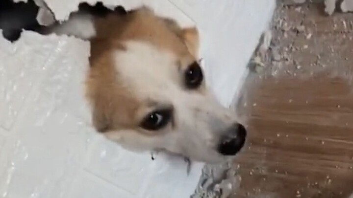 “This time, I’m really here to help you quit dog-chasing!”