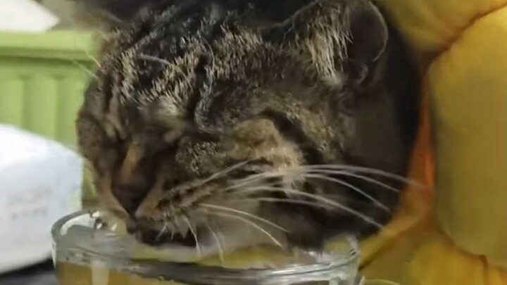 A little cat that can’t drink water—every time it takes a sip, it smacks its lips, as if it has to p