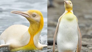Selama ekspedisi Antartika, manusia menemukan penguin kuning untuk pertama kalinya, yang sangat lang