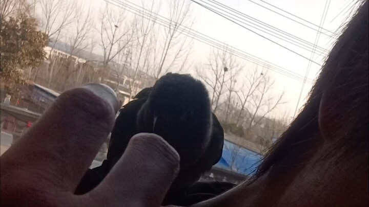 “How I Suddenly Got a Parrot While Standing on My Balcony”