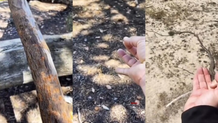 Avada cắn dưa hấu!! (Phiên bản nhiều kích cỡ) <( ‵□′)>────=≡））