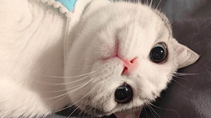 【Cuộc sống thường ngày】Mèo con chơi với que chọc mèo, miệng vẫn lén cắn chặt! Haha!!! Đáng yêu quá đ