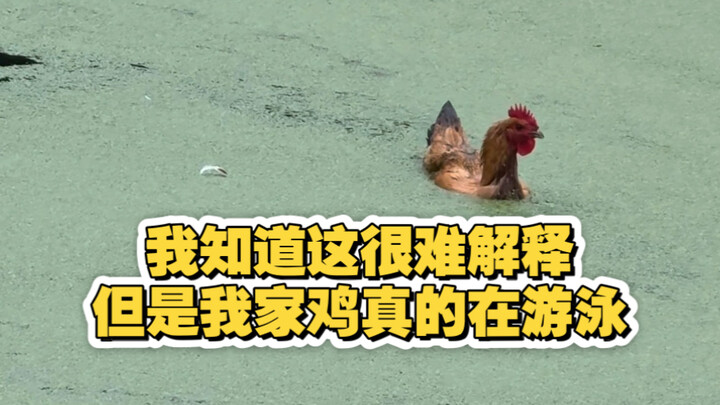 I know you won’t believe me even if I explain, but this really isn’t AI. About how my chicken can sw