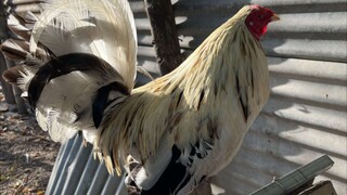 1st Win Miniature Broodcock Bulag • Texas kalaban kanan partida 10/6 tawagan sa huli #Bantameros