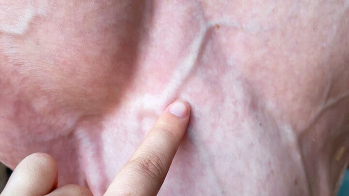 Làn da của ngựa Hãn Huyết mỏng đến mức nào?