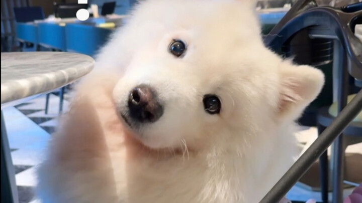I woke up too suddenly... I booked a room, and it even came with a Samoyed!