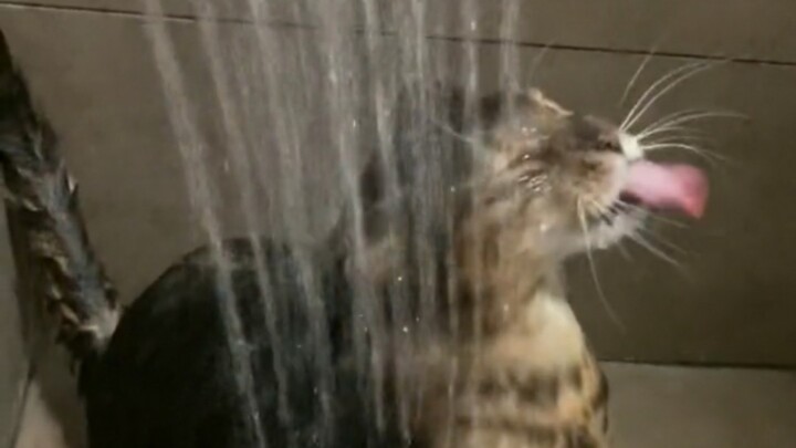 Jarang-jarang melihat seekor kucing yang suka mandi
