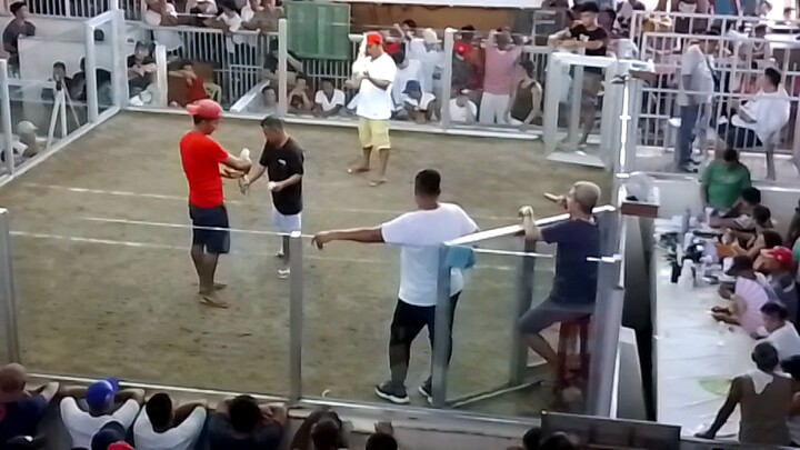 white choco 🐓🔥