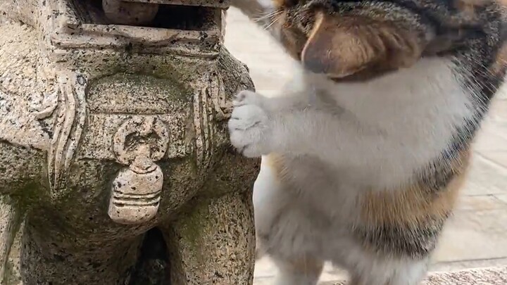 Saionji’s cute cats! ! ! Really like it! ! Will come again~~(>^ω^<)