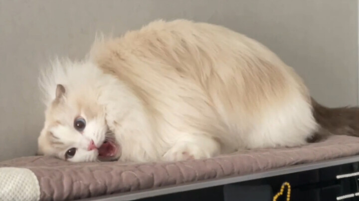 It’s terrifying! An attack accompanied by the release of toxic gas!