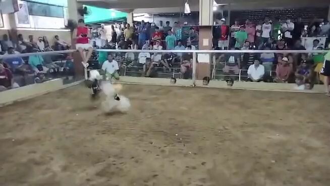 My Regular grey 1st win