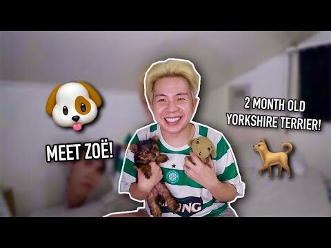 MEET ZOË EVERLEIGH! 🐶 (My 2 Month old Yorkshire Terrier)