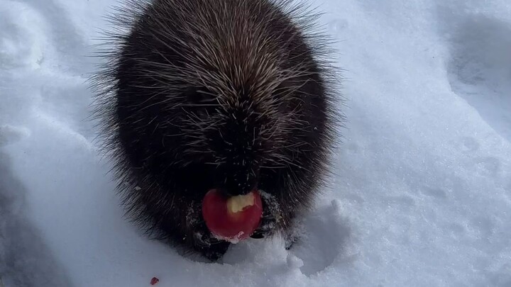 This vlogger moved to Maine to live a secluded life in the woods—and she’s even got a porcupine budd