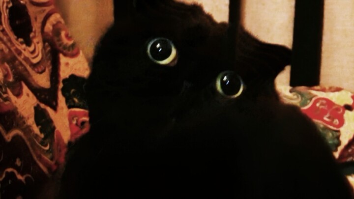 พวกคุณรู้ไหมว่าแมวดำมีเรื่องกังวลอะไรบ้าง?