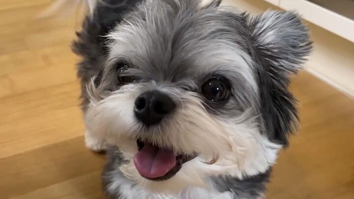 Have all the people who used to hate puppies ended up loving them?