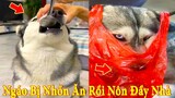 Thú Cưng TV | Dương KC Pets | Ngáo Và Ngơ #22 | chó thông minh vui nhộn | funny cute smart dog