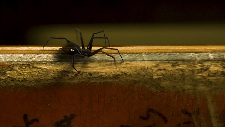 〖4K60帧〗这只蜘蛛让这座城市多了一个守护者