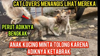 Anak Kucing Menangis Minta Tolong Karena Adiknya Sakit Ketabrak Di jalan Sampai Kelaparan..!